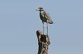 Yellow-crowned Night-Heron